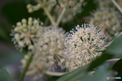ヤツデの花