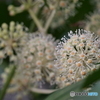 ヤツデの花