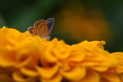 シジミチョウ