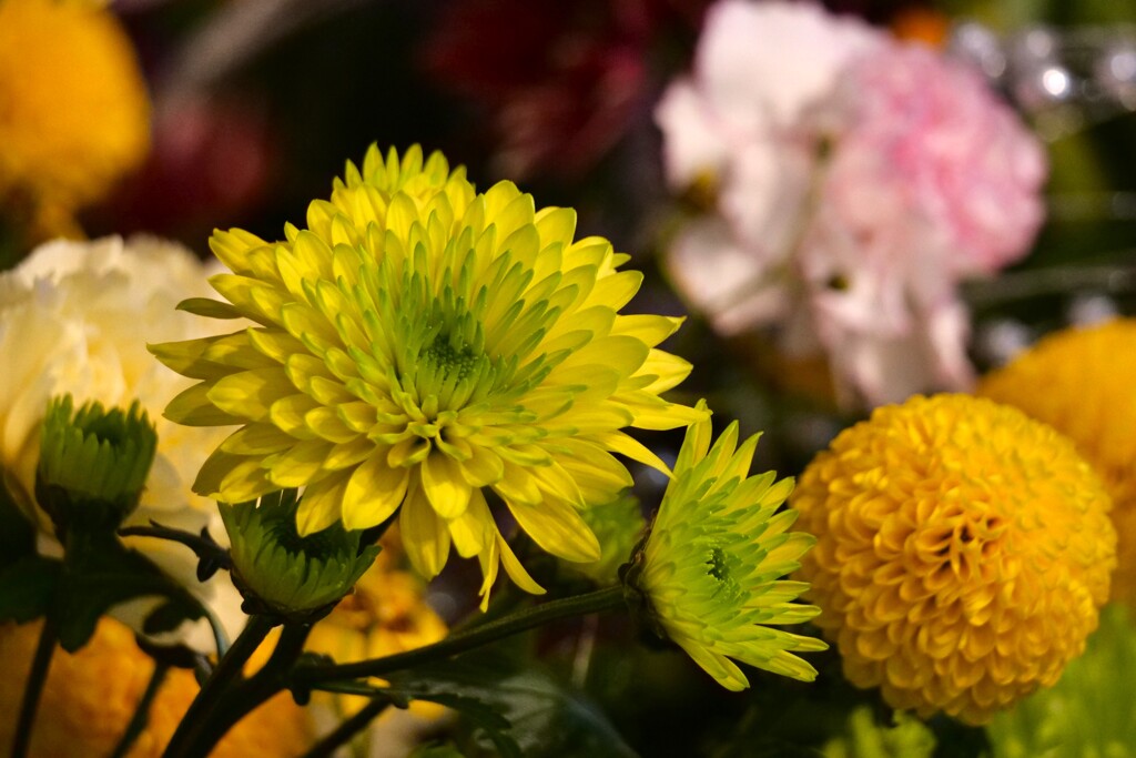 黄緑色の花