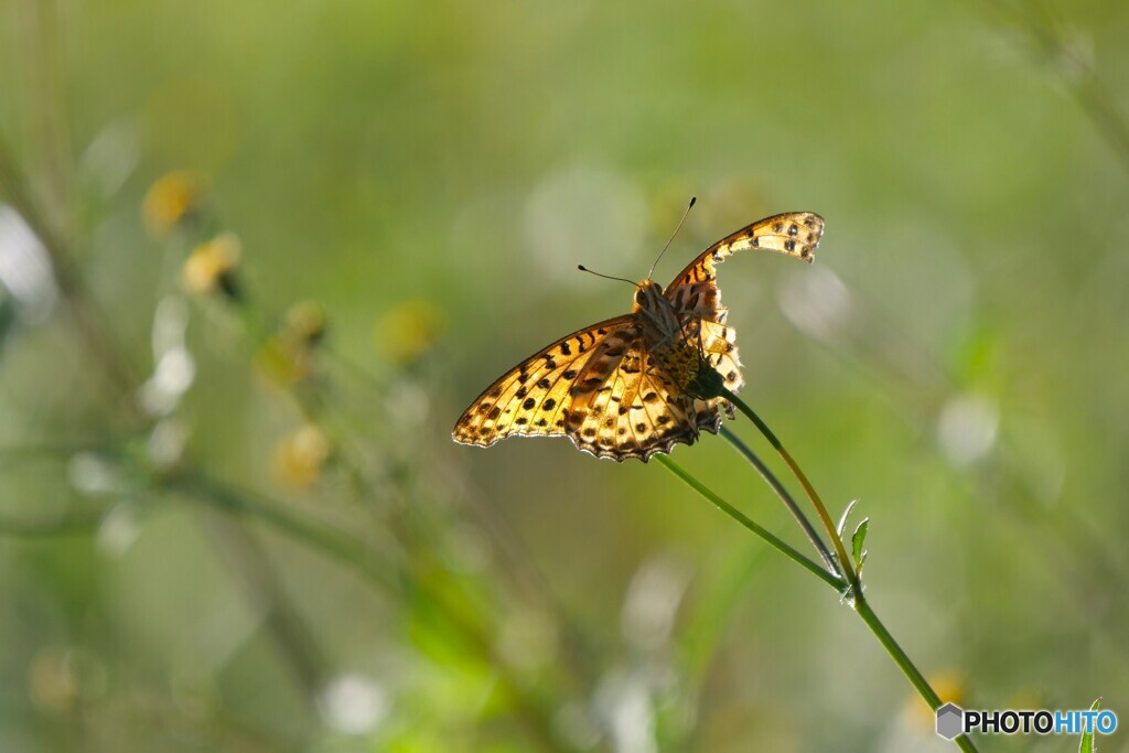 それでも僕は飛び続けたい