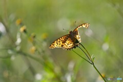 それでも僕は飛び続けたい
