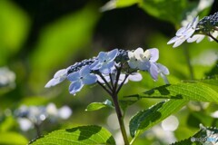 潤いのある花
