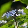 潤いのある花