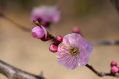 桃色が春を告げます