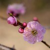桃色が春を告げます