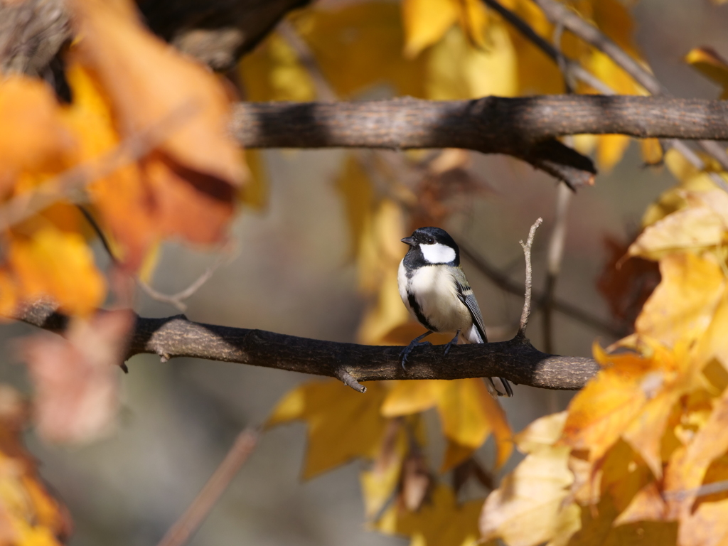 11月の野鳥