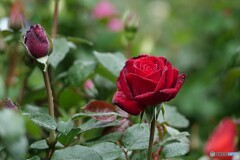 紅い薔薇