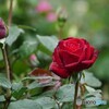 紅い薔薇