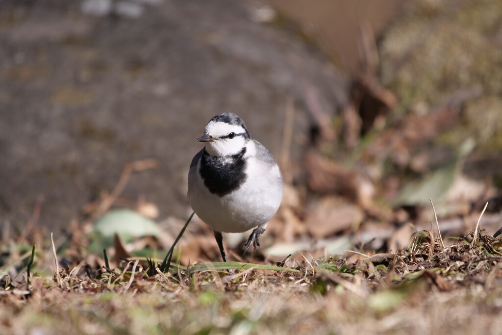 ウォーキング ♡
