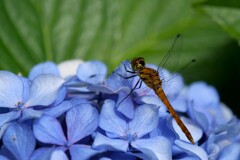 紫陽花で寛ぐ