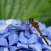 紫陽花で寛ぐ