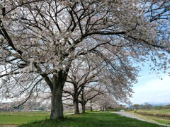 桜並木