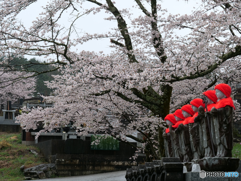 お地蔵さんと桜