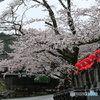 お地蔵さんと桜
