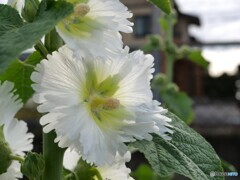 梅雨入り前の花