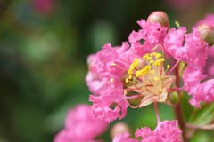 夏休みに彩を添える花