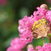 夏休みに彩を添える花