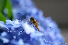 梅雨の終わりに