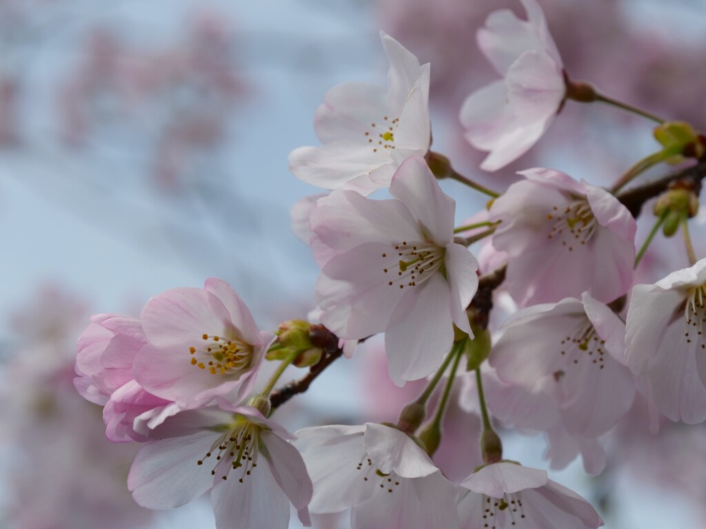 淡墨桜