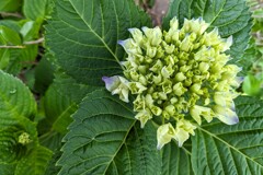 薄花色