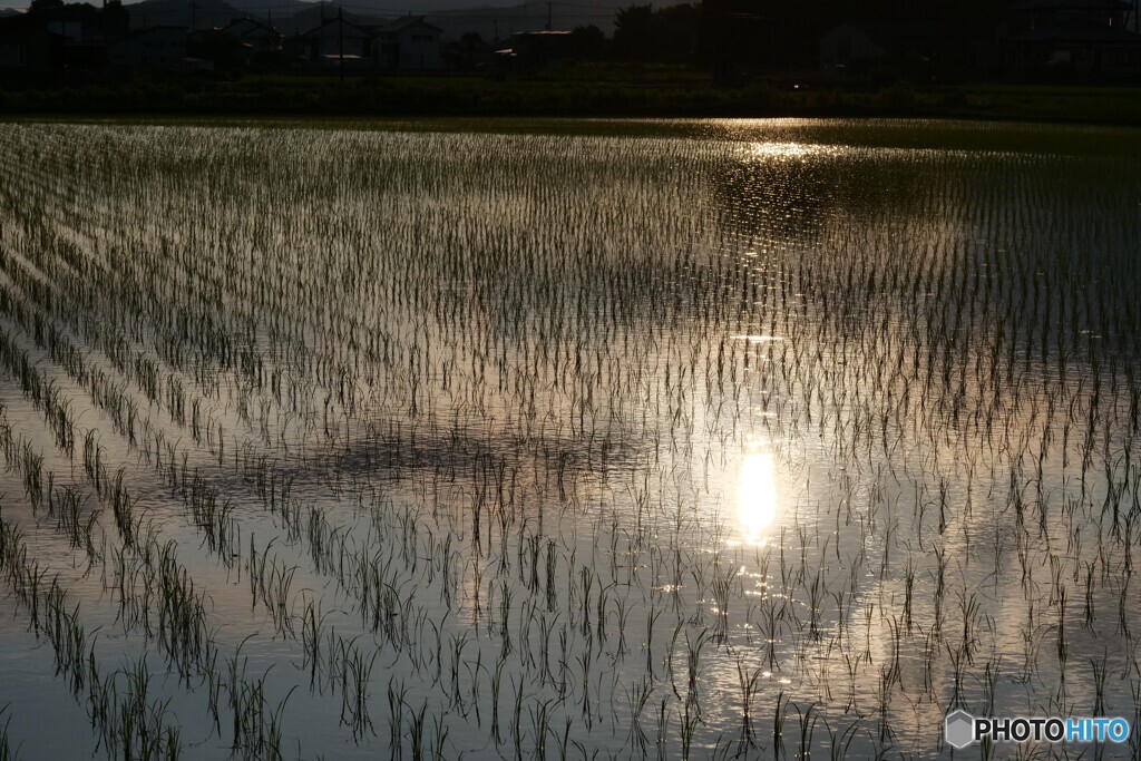 夕暮れ時の水田です