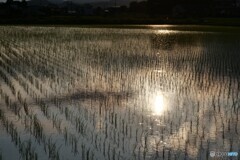 夕暮れ時の水田です