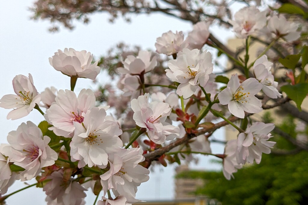 静桜