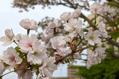静桜