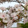 静桜