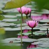 今年の睡蓮 2/2