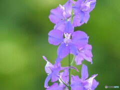 梅雨入り前の花