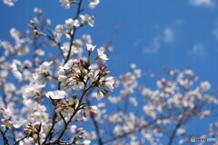 桜色舞うころ　1/4　　