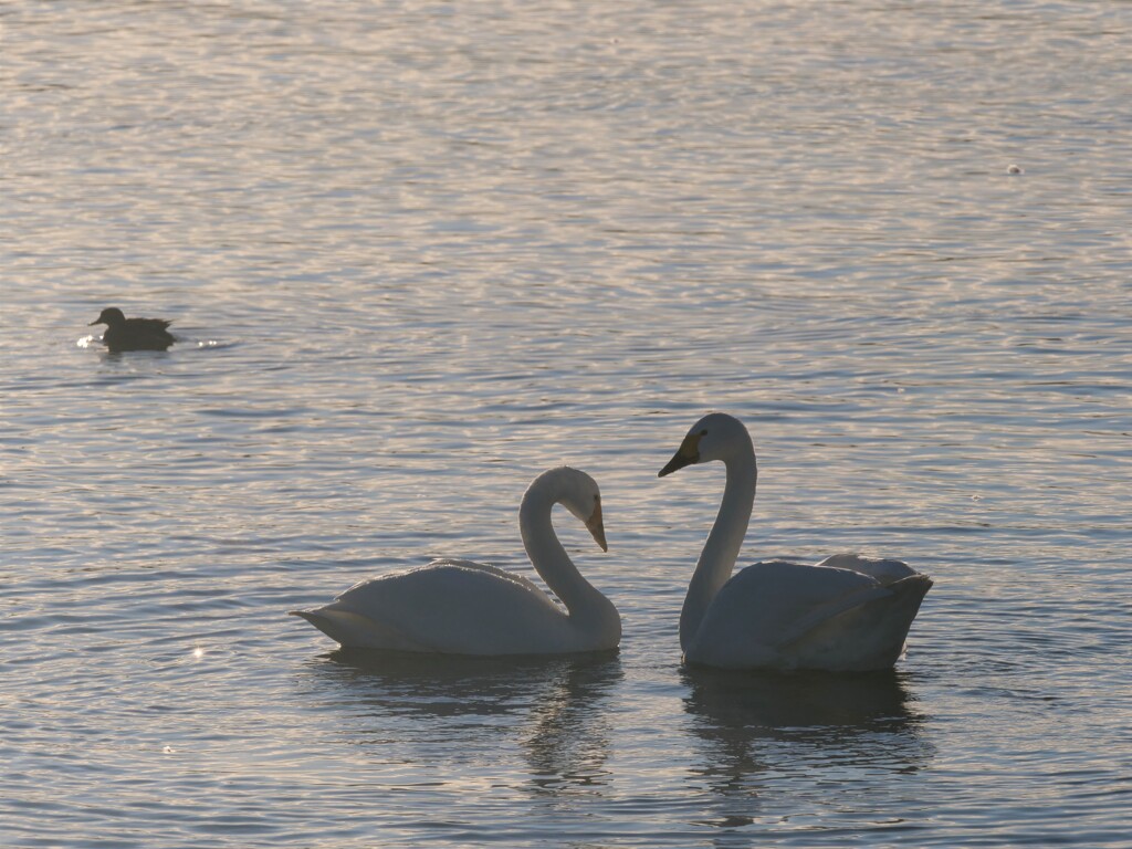 そばにいるだけで