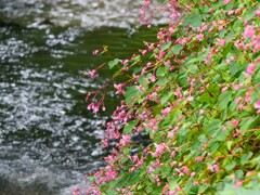 川瀬と秋海棠