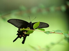 翅を広げる蝶