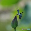 午後の蝶蜻蛉