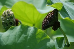 あ、暑い…