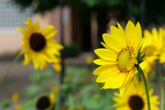小さな公園に咲く花