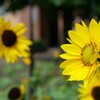 小さな公園に咲く花