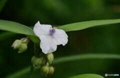 三色の花