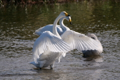 白鳥さん