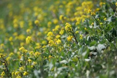 土手の菜の花