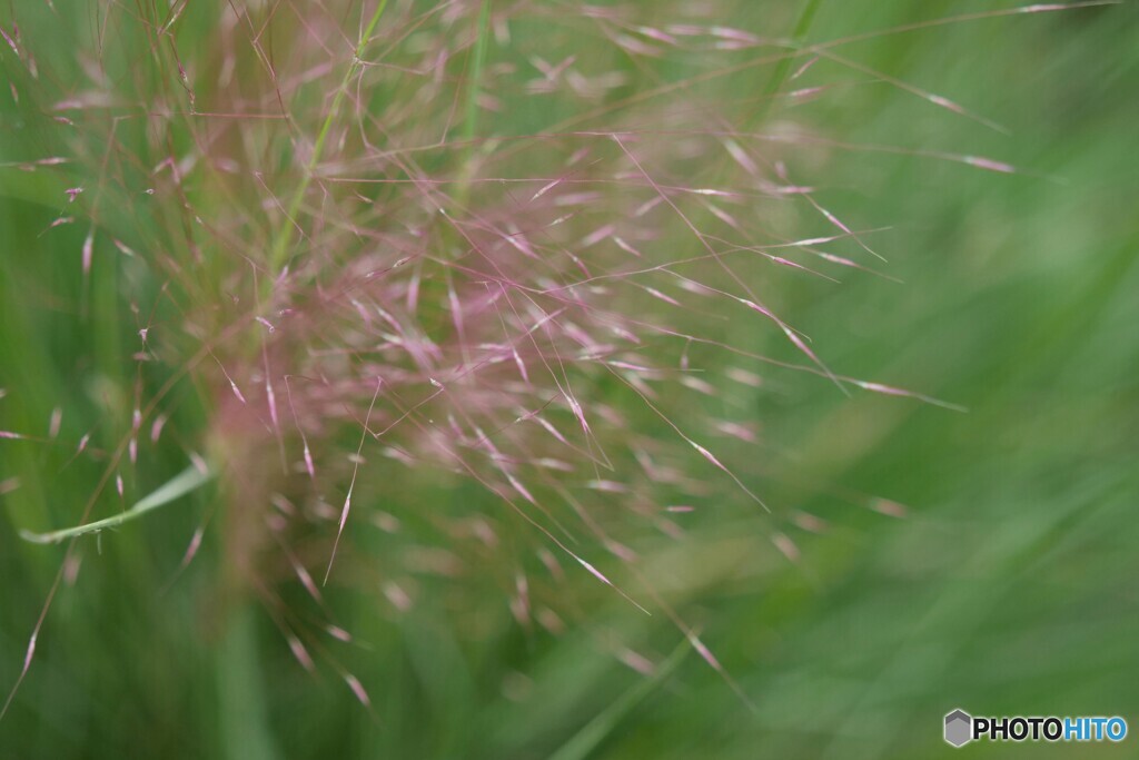 真昼の線香花火