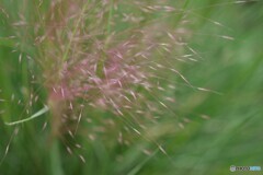 真昼の線香花火