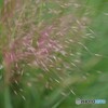 真昼の線香花火
