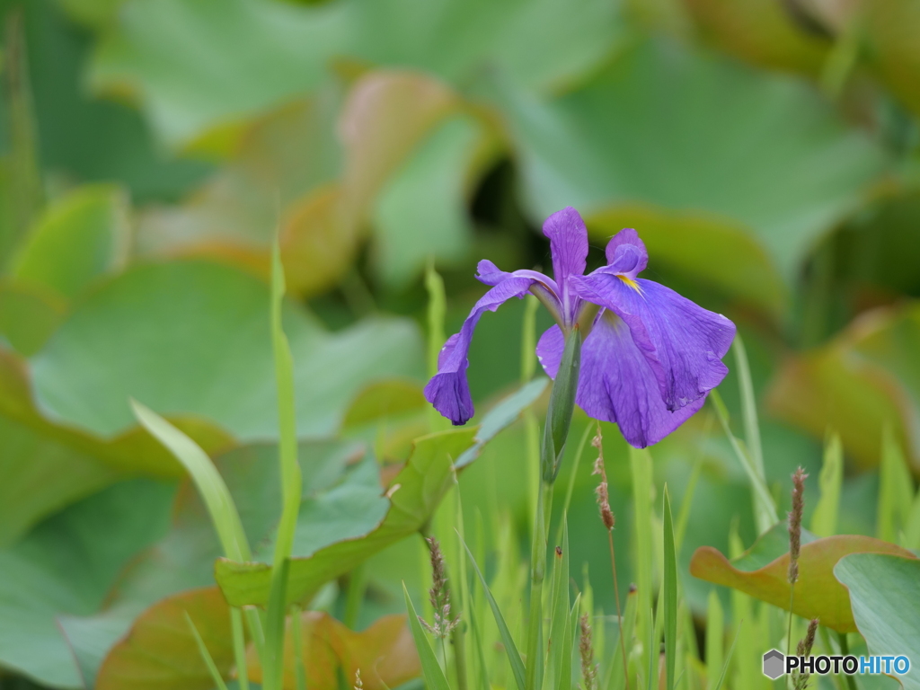 菖蒲