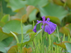菖蒲