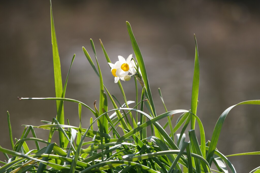 一茎の水仙