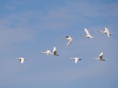 北帰行の始まる季節